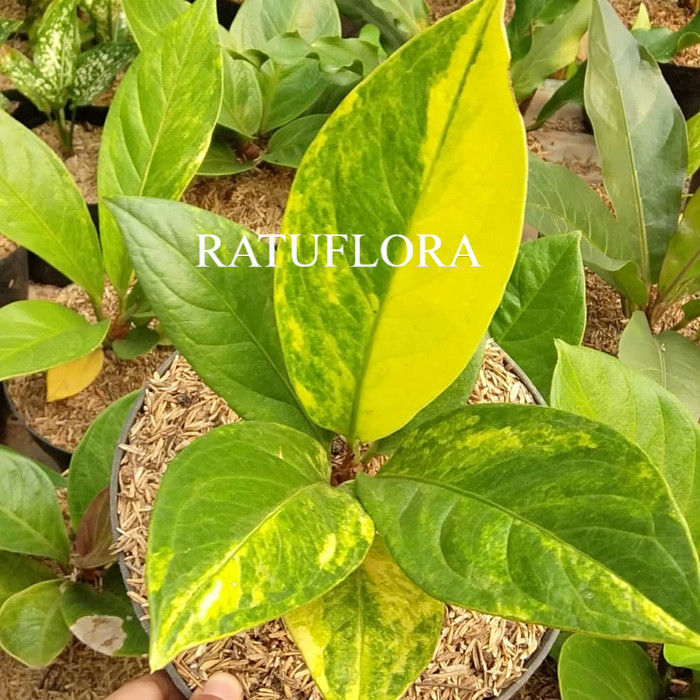 Tanaman Hias Anthurium Jemani Variegata Cobra Varigata