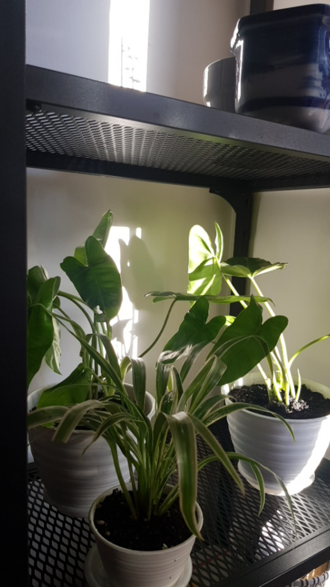 Tanaman Hias Pakis Kelabang-pakis Kelabang