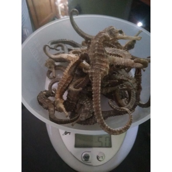 kuda laut kering super 50 gr