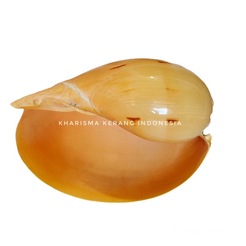 MELO MELO SHELL (BRAILER SHELL) CANGKANG KERANG BINGA SEA SNAIL