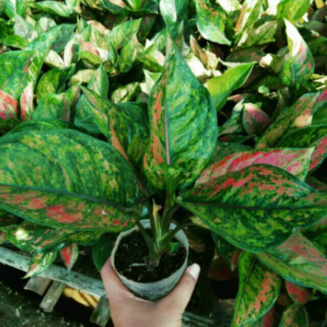 Best Seller Bibit Bunga Aglonema Heng Heng 0nJayXfwjx5Lk