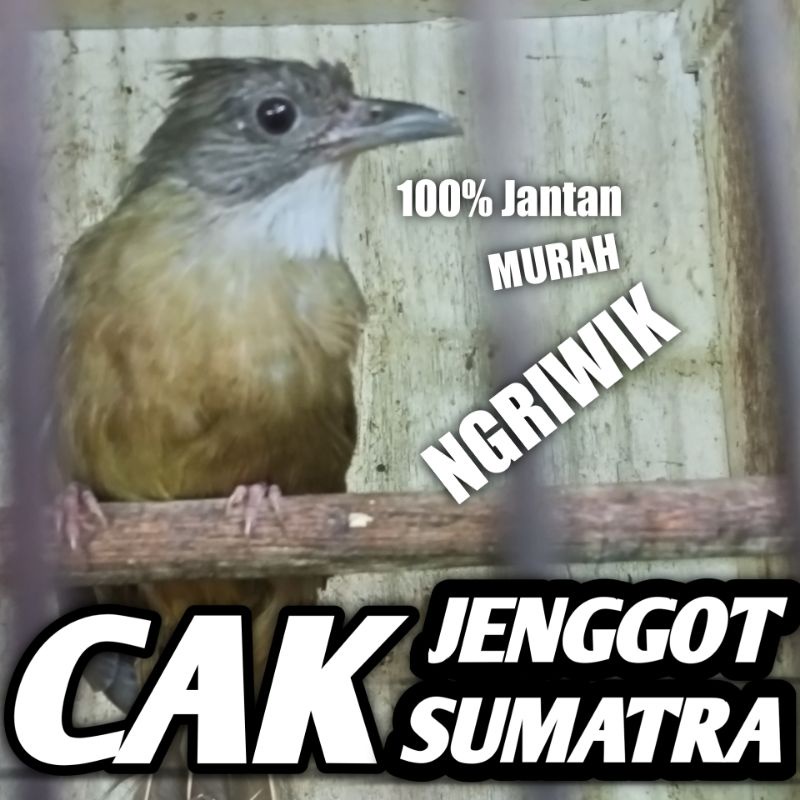 Burung Cucak Jenggot Sumatra Jantan Bunyi Bahan Cak jenggot Medan Bukan Kapas tembak murah