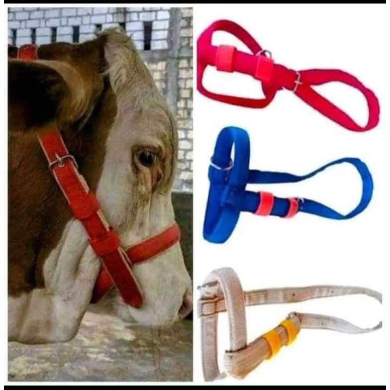 Kalung, Tali, Brangus Sapi/ Head Halter sapi
