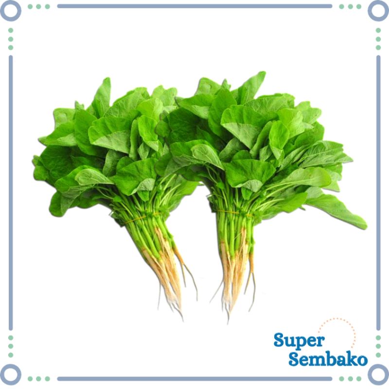 

SAYUR BAYAM HIJAU PER IKAT SEGAR FRESH BERKUALITAS SUPER SEMBAKO MURAH MAKASSAR