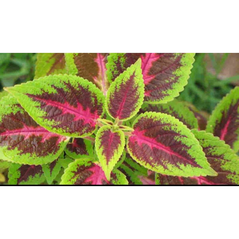 Tanaman hias miana/jawer kotok