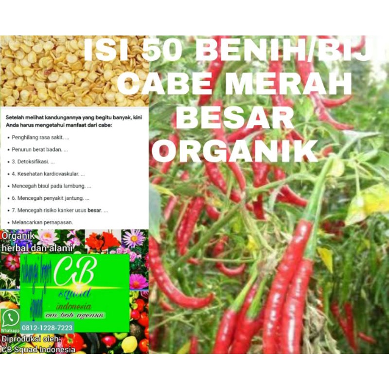 cabe merah besar/50 benih cabe merah besar organik