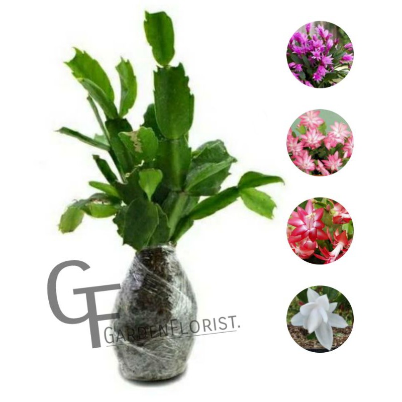 TANAMAN HIAS CAPIT KEPITING/WIJAYA KUSUMA /TANAMAN HIDUP/BISA COD