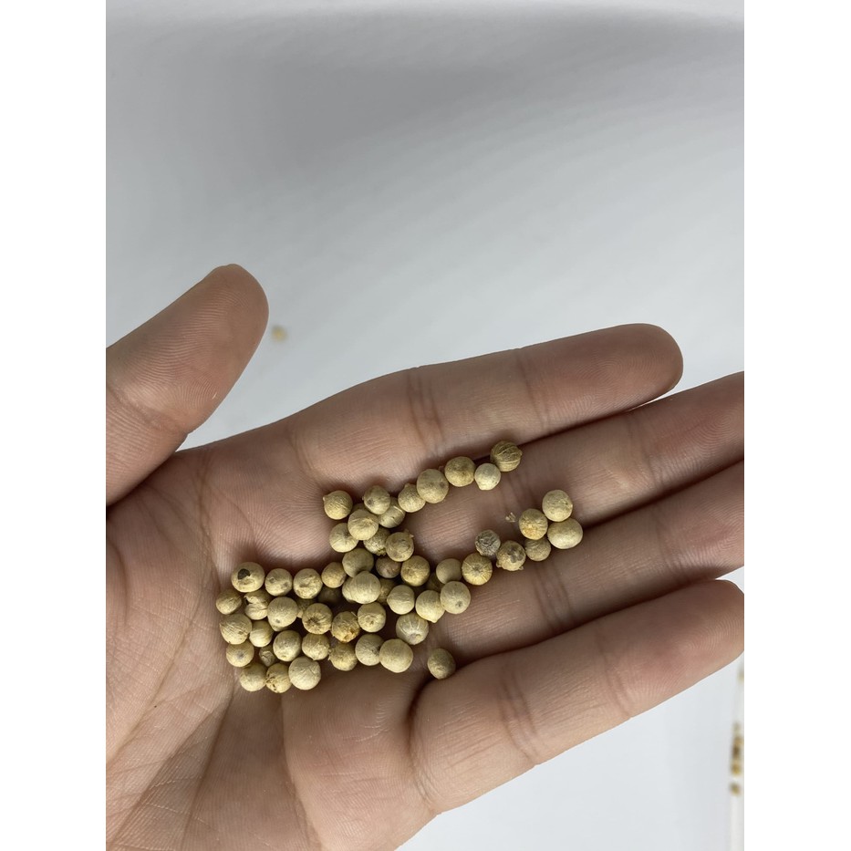 

Jual Merica / Lada Putih Utuh / Biji Kualitas Super 100gr Terlaris