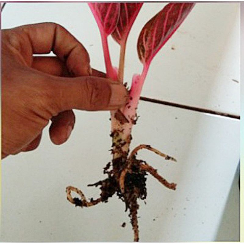 Bonggol Tanaman Aglonema Red Sumatra - Bonggol Red Sumatra | Pride of Sumatra