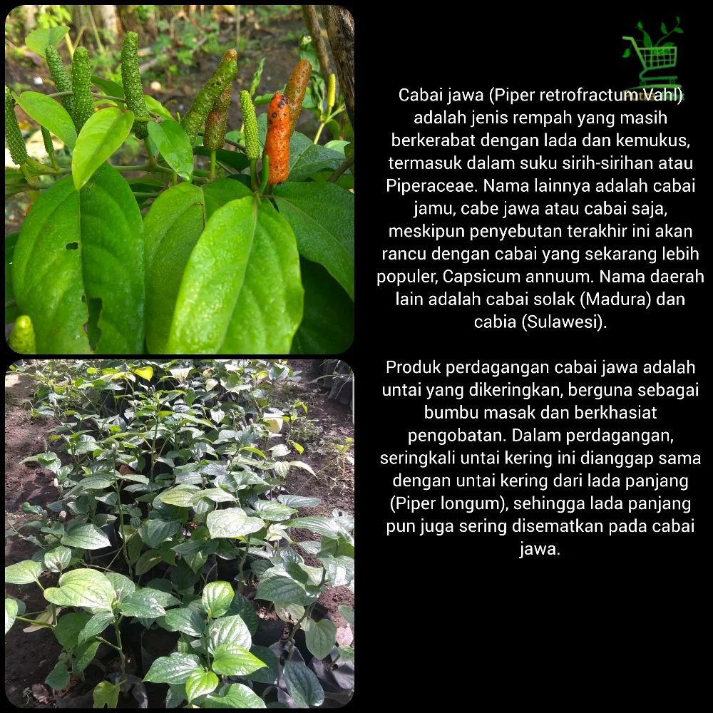 Bibit Pohon Cabe Jawa Cabai Jamu - Tanaman Obat Herbal