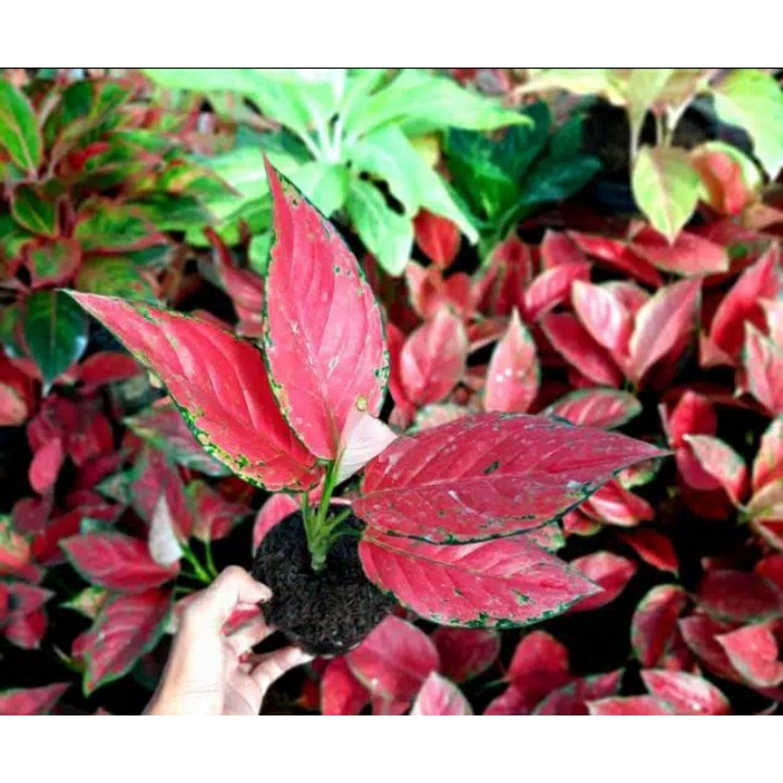 Aglaonema Red Venus