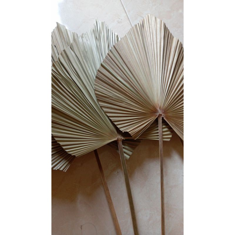 

daun palem kering/daum kering