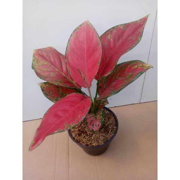 Aglaonema Red Venus