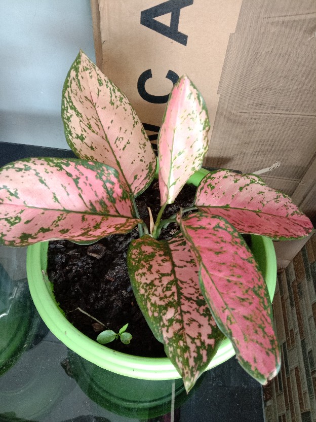 Tanaan Hias Aglonema Pink Lady Valentin - Aglaonema Lady Valentine - Bibit