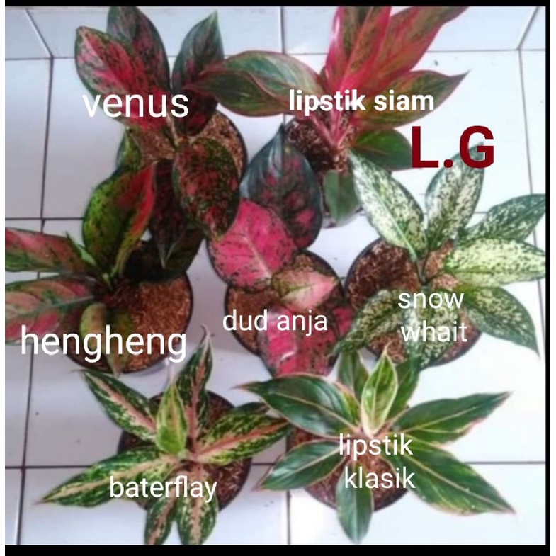 Aglonema paket 7 jenis, ukuran remaja