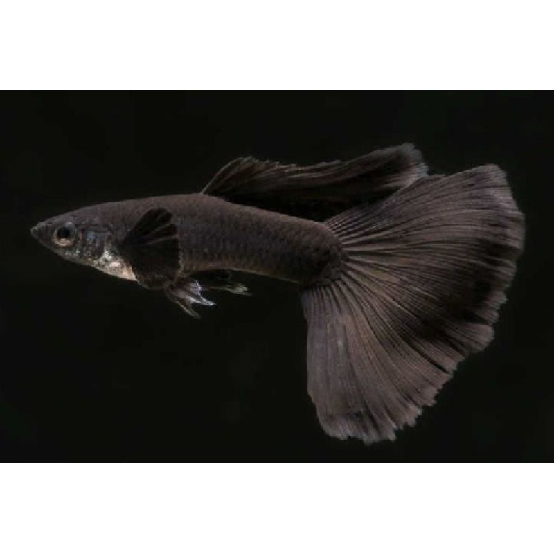 ikan guppy black moscow