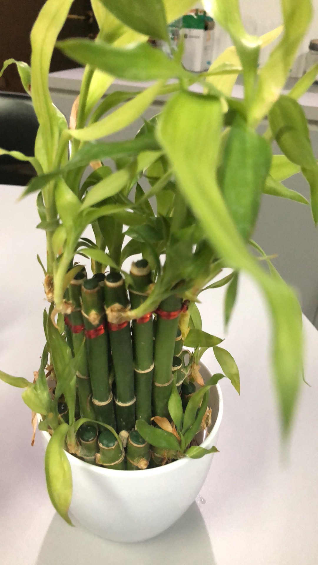 Bambu Hoki / Lucky Bamboo / Bambu Rejeki / Bambu Cina/ Bambu Mini