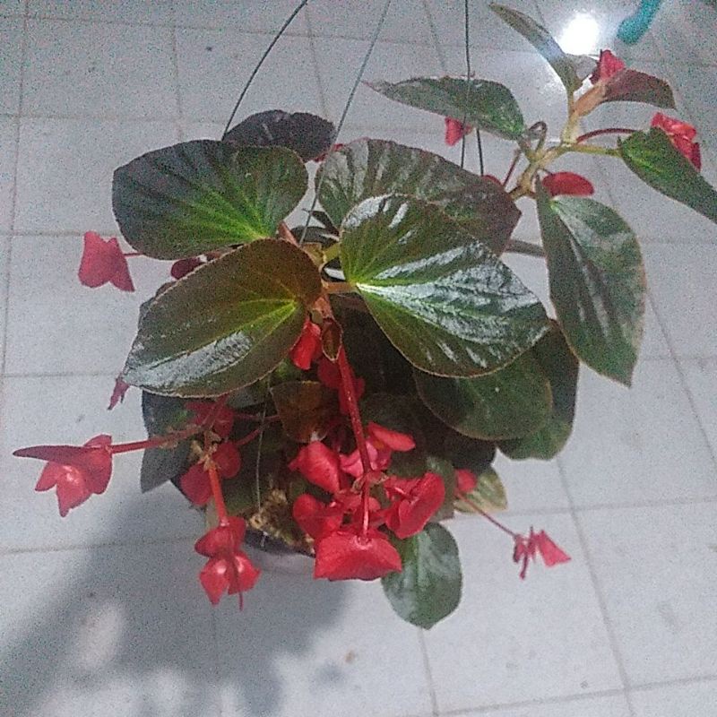 tanaman gantung begonia