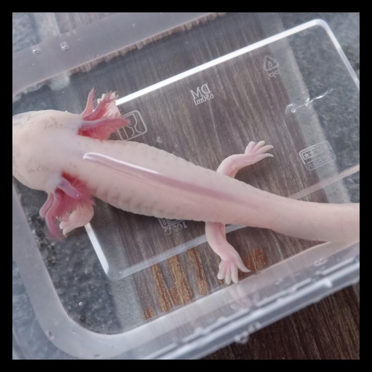 Harga Axolotl Leucistic Dan Promo Terbaru Maret 21 Biggo Situs Perbandingan Harga