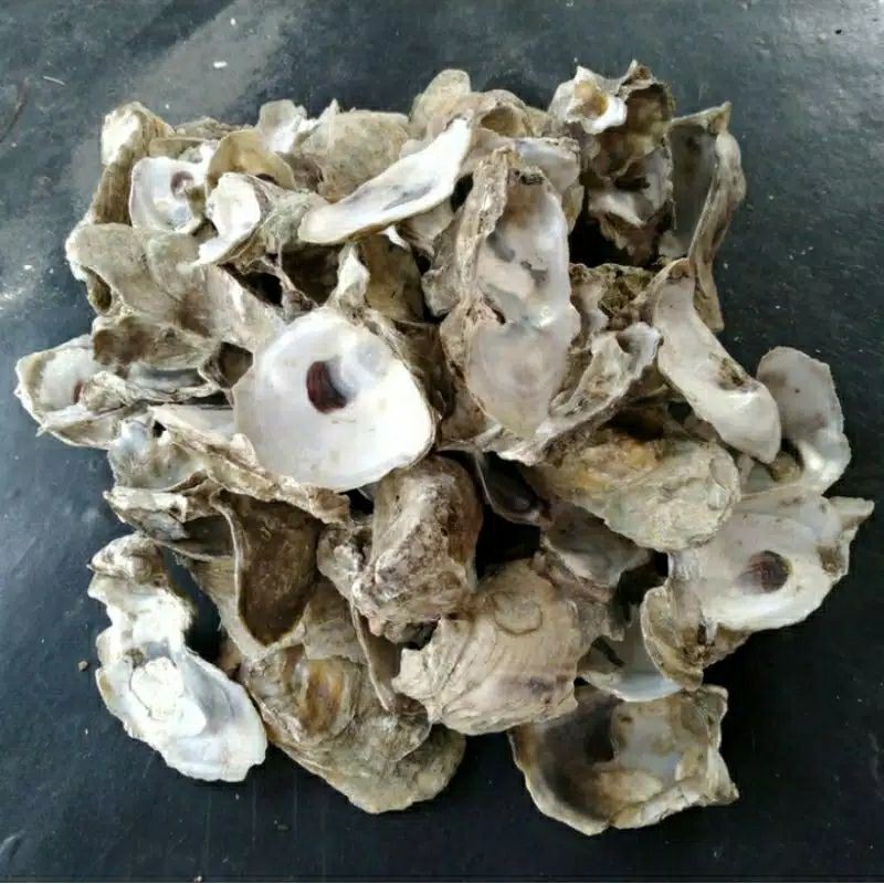 Media filter air kolam KERANG OYSTER 500GR