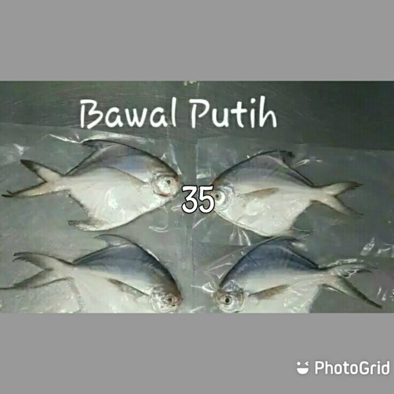 

Bawal Putih 350gr