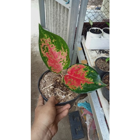 aglonema suksom Merapi daun dua+