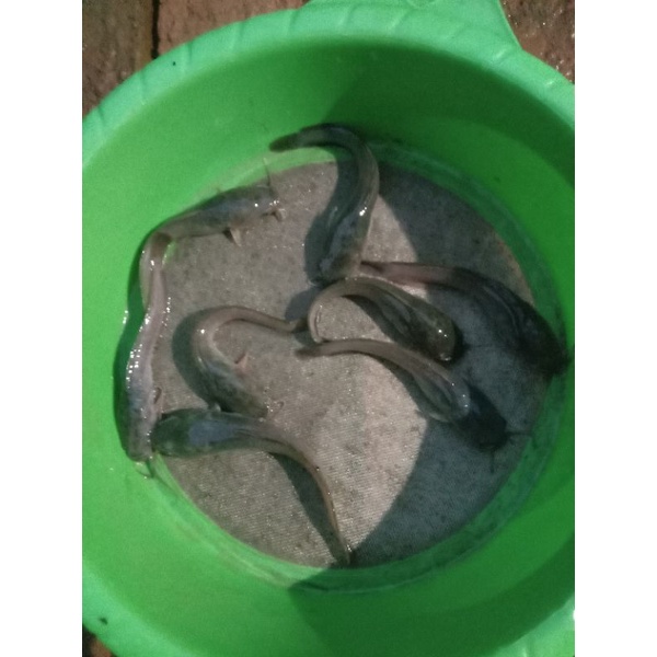 Bibit Ikan Lele uk 6-7 cm Mix.  Mutiara &amp; Sangkuryang {100 Ekor Murah}