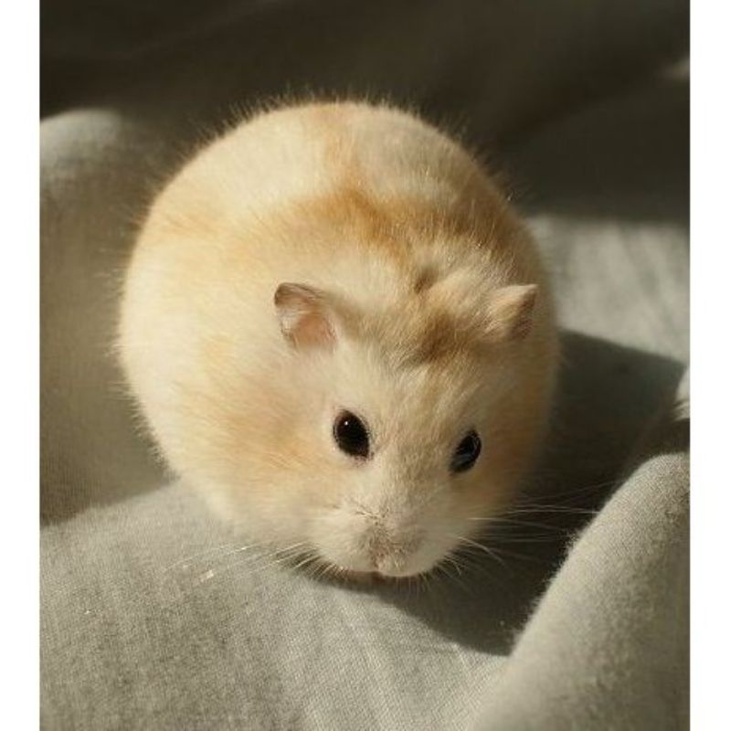 hamster Winter white golden da  pearl