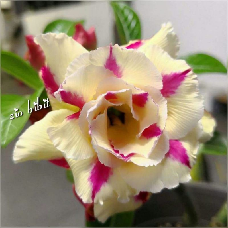 Biji benih bunga adenium Kuning fire storm