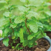 Benih Bibit Biji - Spearmint Mint (Mentha spicata) Herb Seeds - IMPORT