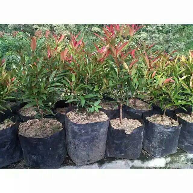 Tanaman pucuk merah pohon pucuk merah daun pucuk merah