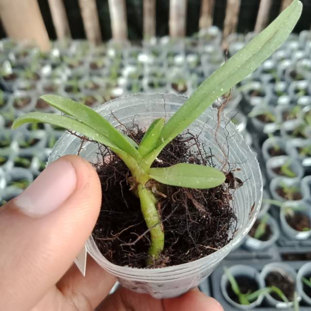 Seedling anggrek Vanda