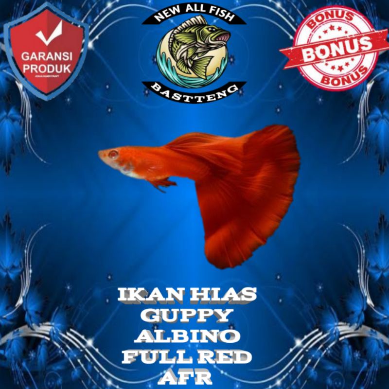 IKAN HIAS GUPPY ALBINO FULL RED (AFR)