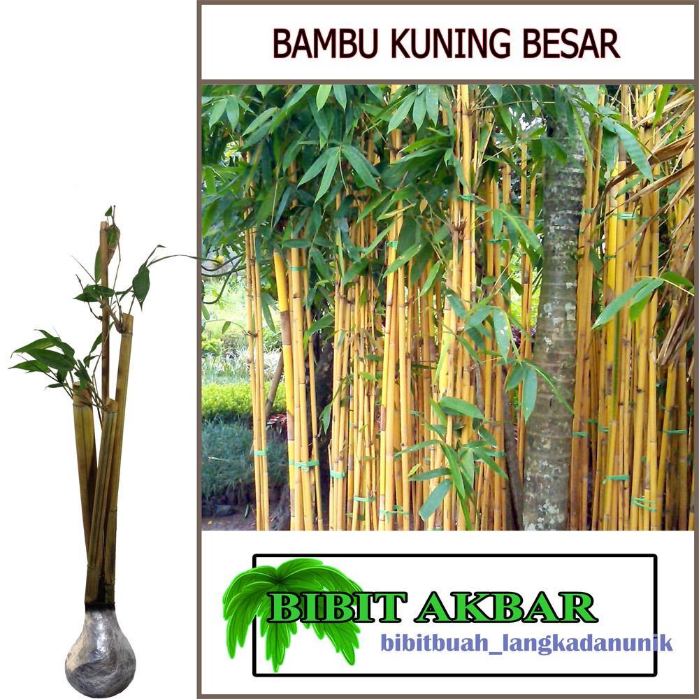 Bibit Tanaman Bambu Kuning Besar