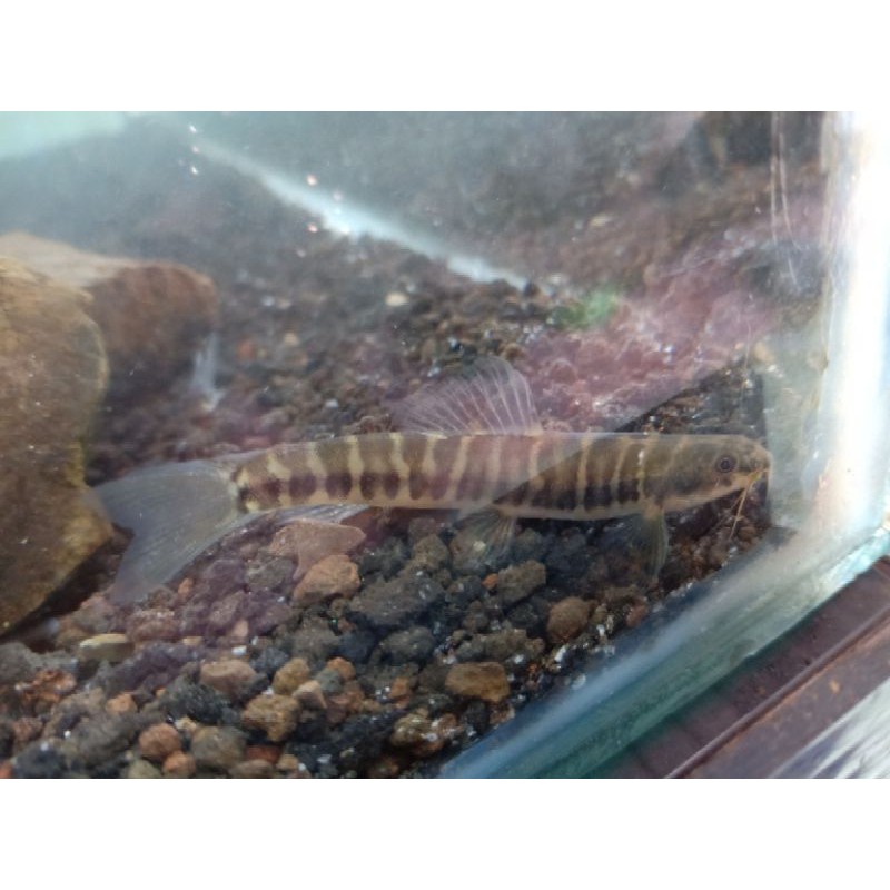 

ikan JELER / UCENG