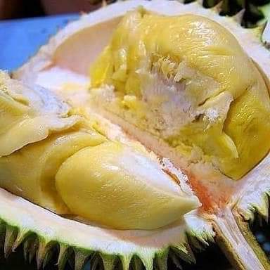 Booster pupuk bibit durian agar bisa berbuah denagn cepat dan lebat