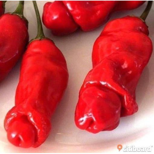 Best Seller] Benih / Biji Cabe Hias Cabe Porno Cabai Red Peter Willies Pepper