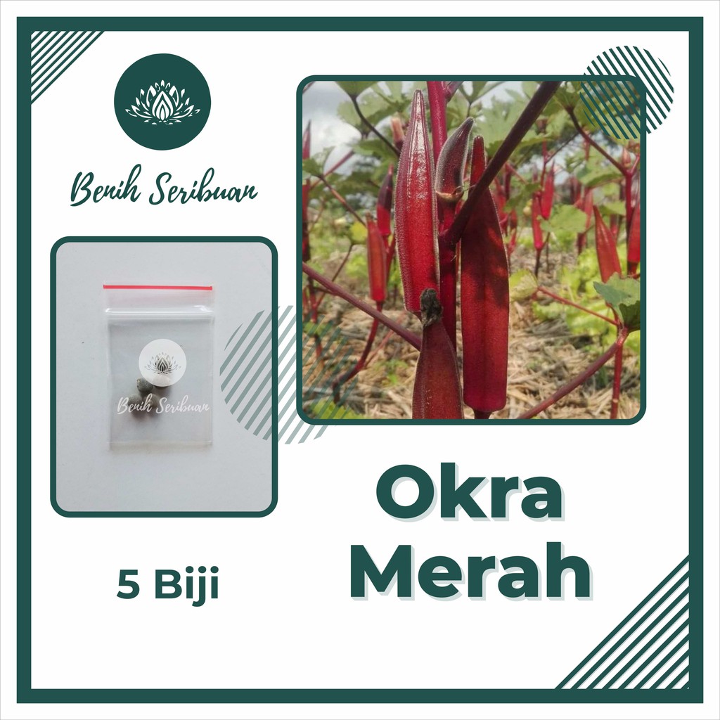 5 Bibit Okra Merah Carmine Splendor F1 Hibrida Benih Sayuran Known You Seed Tanaman Sayur Unggul