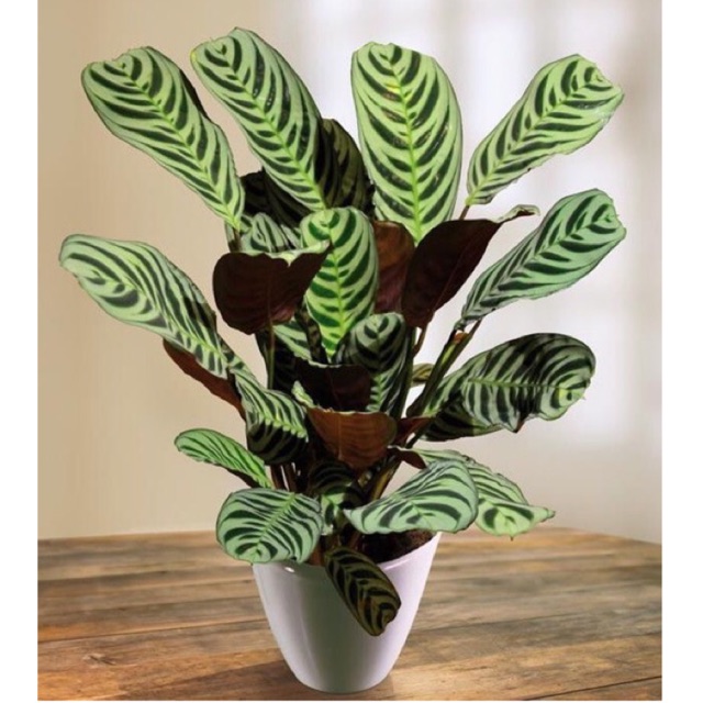 Tanaman calathea  maranta peacock burlemak Shopee Indonesia