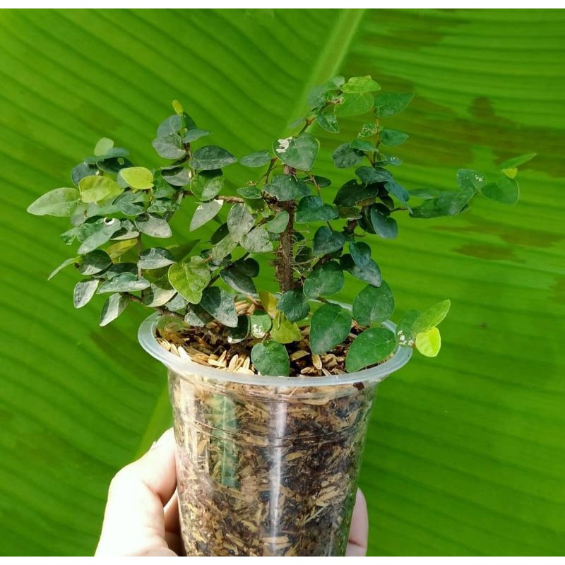 Dolar rambat kecil / ficus pumila