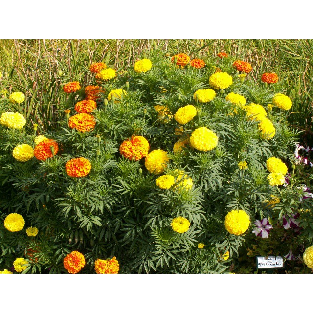 Benih-Bibit Bunga Marigold Cracker Jack Mix (Haira Seed)