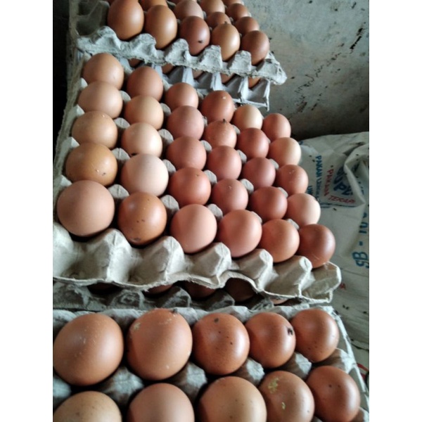 

Telur Ayam
