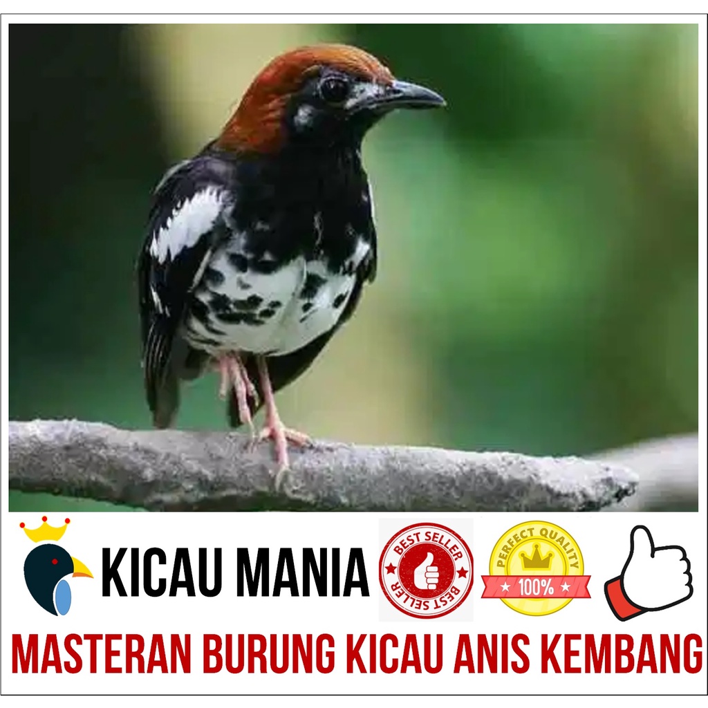 Masteran Burung Anis Kembang Gacor