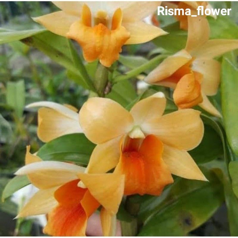 ANGGREK DENDROBIUM ORANGE SUDAH SPIKE ( TANAMAN ANGGREK )
