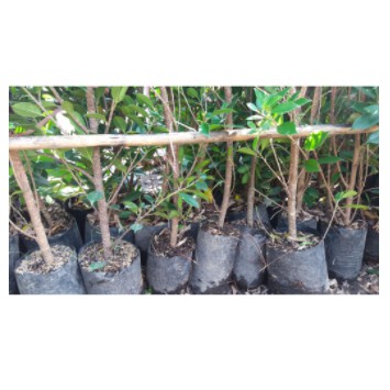 Bibit Bonsai Pohon Beringin Kimeng Murah  BIG/Tinggi kisaran 85cm - 1m/Besar batang jempol tangan