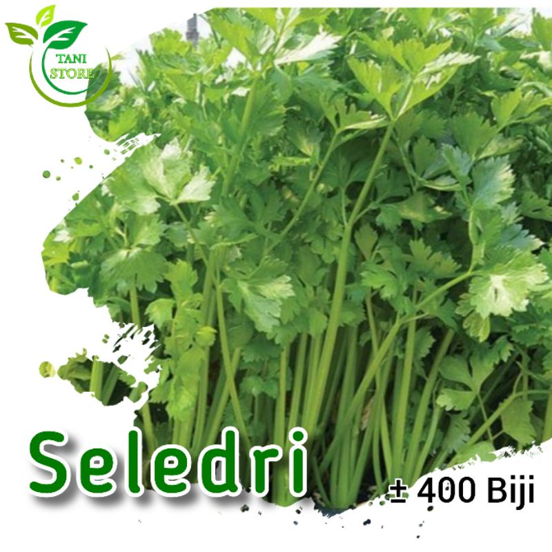 400 Biji bibit benih seledri cap panah merah