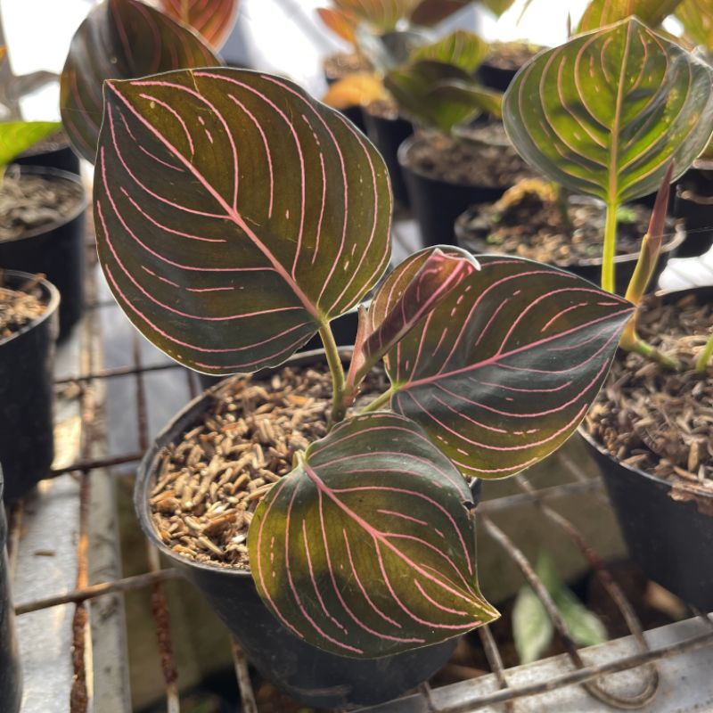 Aglaonema Rotundum