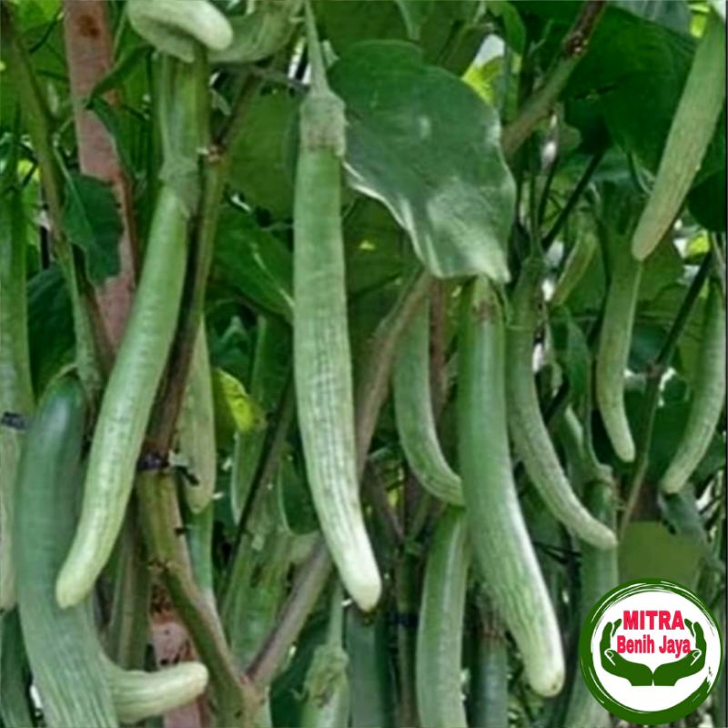 20 Biji Benih Sayuran Terong Lurik Telunjuk Medan Unggulan / Terong Telunjuk Medan / Benih Sayuran /