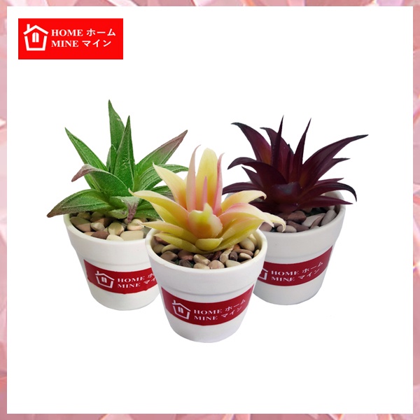 Homemine Kaktus Sukulen Lidah Buaya