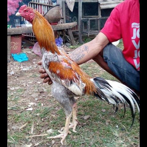 TELUR AYAM BANGKOK SUPER JUMBO FERTIL ASLI UNTUK DITETASKAN